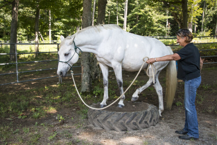 A Guide to Horse Training and Handling at All Ages